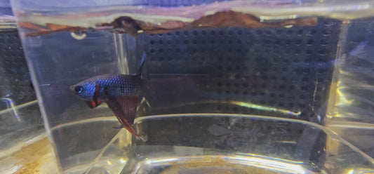 WILD BETTA SMARAGDINA CODA CHITARRA 0630