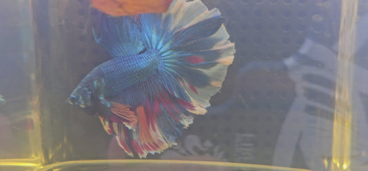 ROSE TAIL BLUE CANDY HALFMOON L (OHM)0603