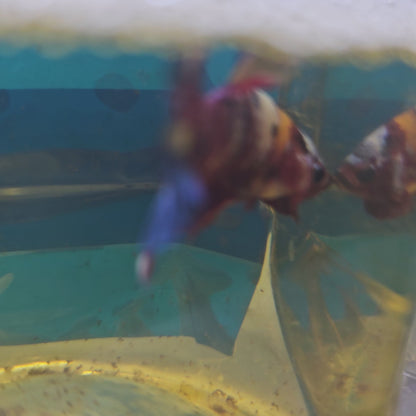 CANDY GALAXY HMPK/ 星河糖果将军251266