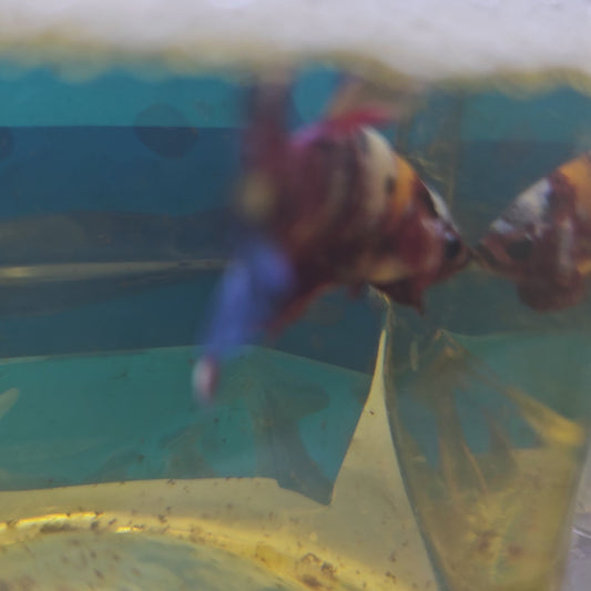 CANDY GALAXY HMPK/ 星河糖果将军251266