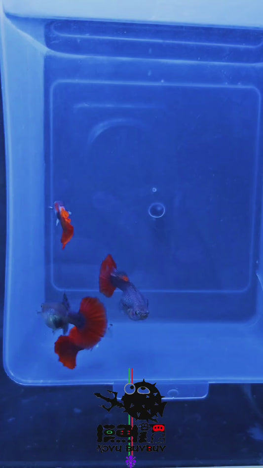 RED ROSE TAI(UNA COPPIA)/泰国圆尾红玫瑰一对