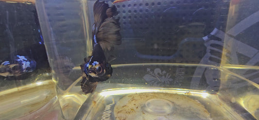 DARK SHADOW HALFMOON (OHM+)0660