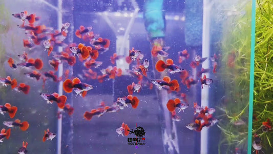 RED ROSE TAI/泰国红玫瑰孔雀