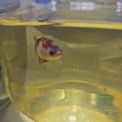 NEMO CANDY FEMMINA/彩虹糖果种母251276