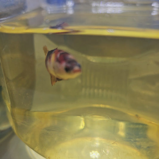 NEMO CANDY FEMMINA/彩虹糖果种母251276