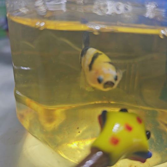 FULL COLOR YELLOW CANDY FEMMINA （BREEDING GRADE

）/种母级满色黄糖果251150