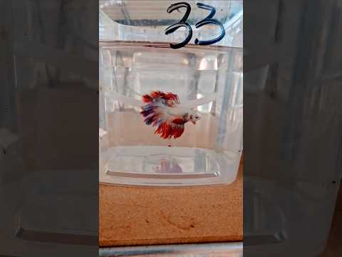 Metallic Dark Special Tail Halfmoon Betta Fish260733 premium Betta Fish