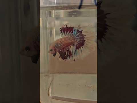 Metallic Dark Special Tail Halfmoon Betta Fish 260746 premium Betta Fish