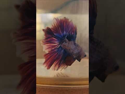 Purple Candy Special Tail Halfmoon Betta 260747 premium Betta Fish