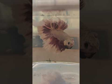 Metallic Dark Special Tail Halfmoon Betta Fish 260712 premium Betta Fish