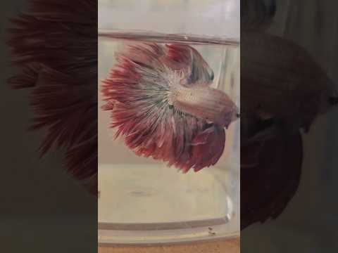 Metallic Dark Special Tail Halfmoon Betta Fish 260745 premium Betta Fish