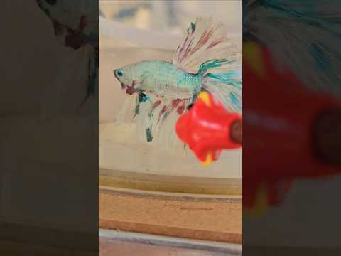 Metallic Light Special Tail Halfmoon Betta Fish 260713 premium Betta Fish