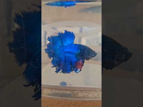 Metallic Dark Special Tail Halfmoon Betta Fish 260701 premium Betta Fish