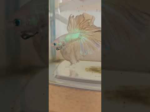 Light Solid Color Special Tail Halfmoon Betta Fish 260749 premium Betta Fish