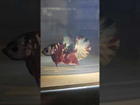 RED COPPER PLAKAT BETTA 260801 premium Betta Fish