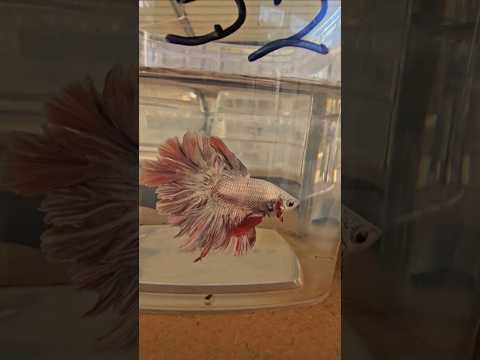 Metallic Light Special Tail Halfmoon Betta Fish 260732 premium Betta Fish