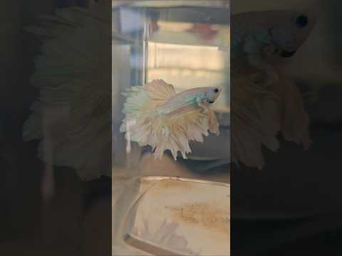 Metallic Light Special Tail Halfmoon Betta Fish 260707 premium Betta Fish
