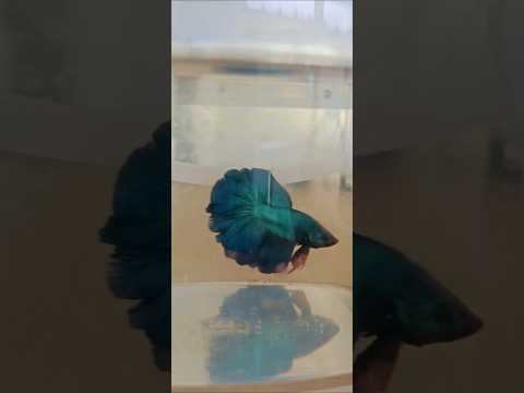 Metallic Dark Special Tail Halfmoon Betta Fish 260723 premium Betta Fish