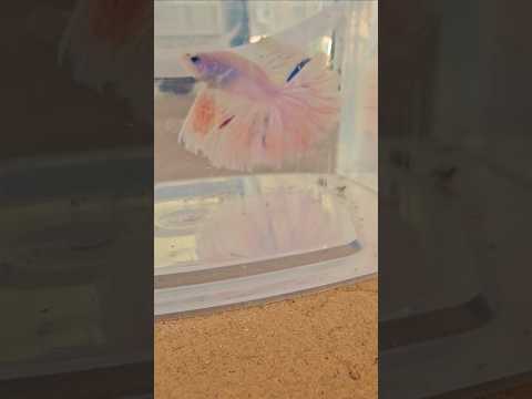 Light Solid Color Special Tail Halfmoon Betta Fish 260760 premium Betta Fish