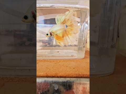 Metallic Light Special Tail Halfmoon Betta Fish 260729 premium Betta Fish