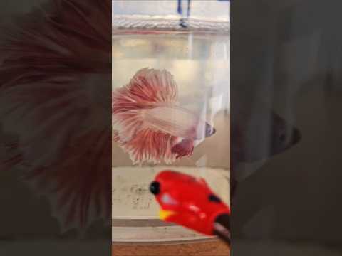 Metallic Light Special Tail Halfmoon Betta Fish 260741 premium Betta Fish