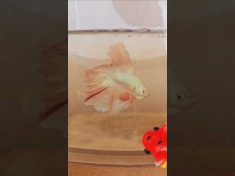Light Solid Color Special Tail Halfmoon Betta Fish 260727 premium Betta Fish