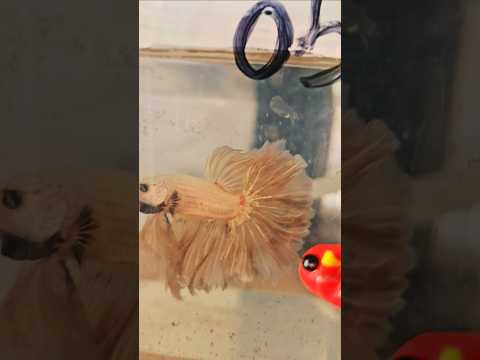Metallic Light Special Tail Halfmoon Betta Fish 260705 premium Betta Fish
