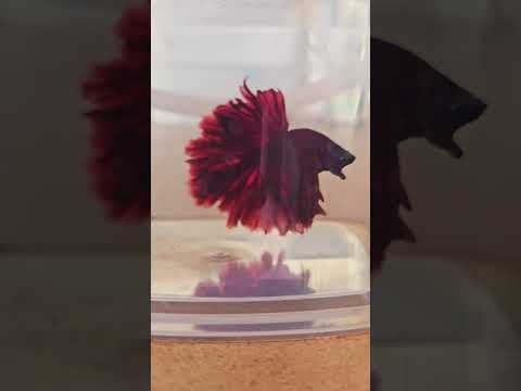 Full Red Special Tail Halfmoon Betta Fish 260734 premium Betta Fish