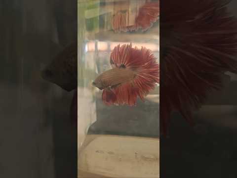 Metallic Dark Special Tail Halfmoon Betta Fish 260735 premium Betta Fish