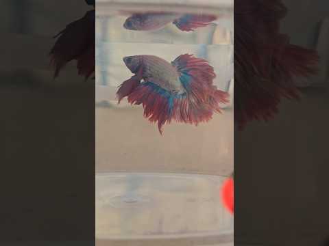 Metallic Dark Special Tail Halfmoon Betta Fish 260728 premium Betta Fish