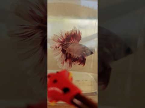 Metallic Dark Special Tail Halfmoon Betta Fish 260722 premium Betta Fish