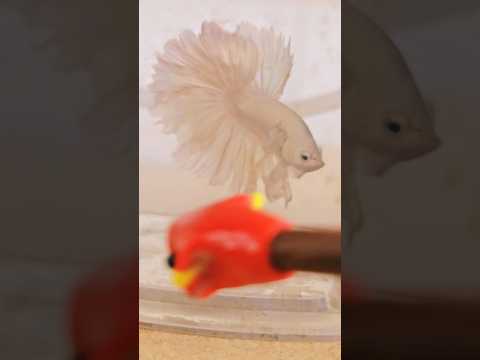Metallic Light Special Tail Halfmoon Betta Fish 260719 premium Betta Fish