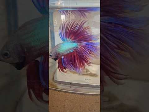 Metallic Dark Special Tail Halfmoon Betta Fish 260710 premium Betta Fish