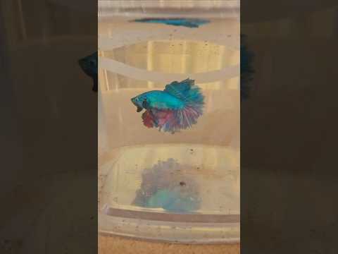 Metallic Dark Special Tail Halfmoon Betta Fish 260726 premium Betta Fish
