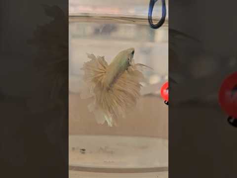 Metallic Light Special Tail Halfmoon Betta Fish 260703 premium Betta Fish