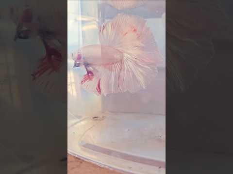 Metallic Light Special Tail Halfmoon Betta Fish 260743 premium Betta Fish