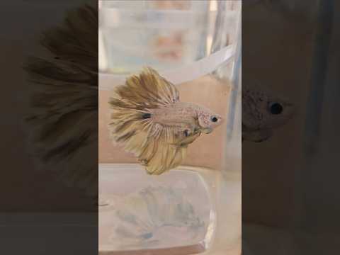 Metallic Light Special Tail Halfmoon Betta Fish 260724 premium Betta Fish