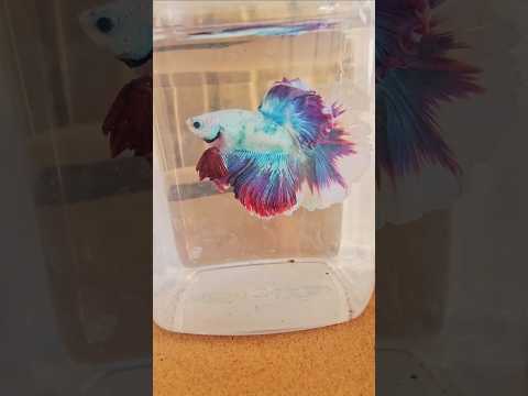 White Candy Special Tail Halfmoon 260761 premium Betta Fish