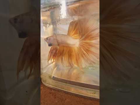 Light Solid Color Special Tail Halfmoon Betta Fish 260744 premium Betta Fish