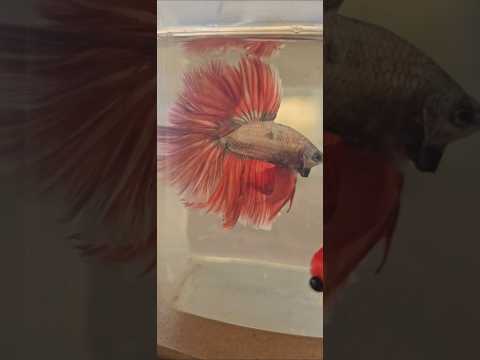 Metallic Dark Special Tail Halfmoon Betta Fish 260750 premium Betta Fish