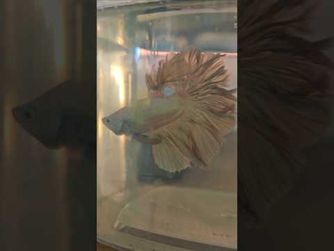 Metallic Light Special Tail Halfmoon Betta Fish 260704 premium Betta Fish