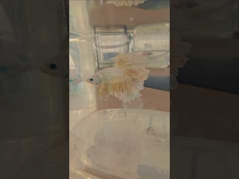 Metallic Light Special Tail Halfmoon Betta Fish 260761 premium Betta Fish