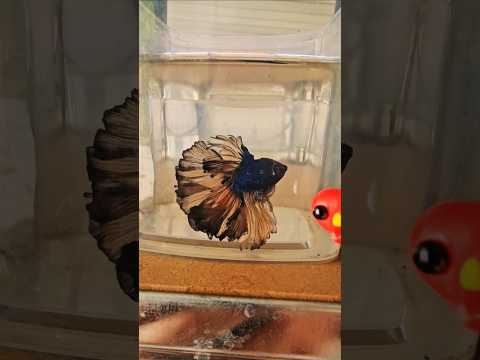 Metallic Dark Special Tail Halfmoon Betta Fish 260702 premium Betta Fish