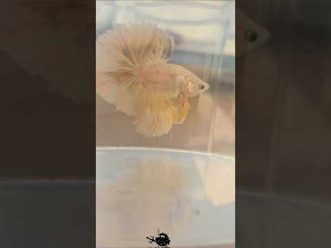 Metallic Light Special Tail Halfmoon Betta Fish 260764 premium Betta Fish