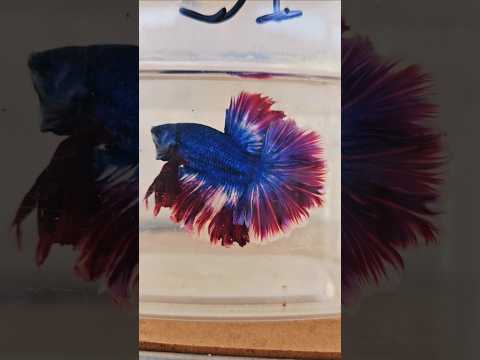 Metallic Dark Special Tail Halfmoon Betta Fish 260731 premium Betta Fish