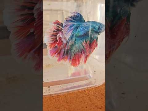 Metallic Dark Special Tail Halfmoon Betta Fish 260721 premium Betta Fish