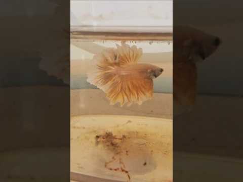 Metallic Light Special Tail Halfmoon Betta Fish 260754 premium Betta Fish