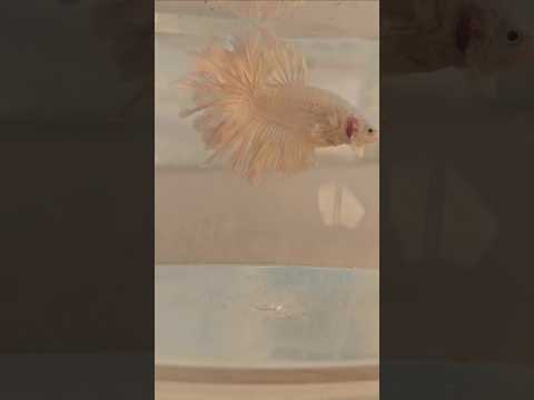 Metallic Light Special Tail Halfmoon Betta Fish 260714 premium Betta Fish