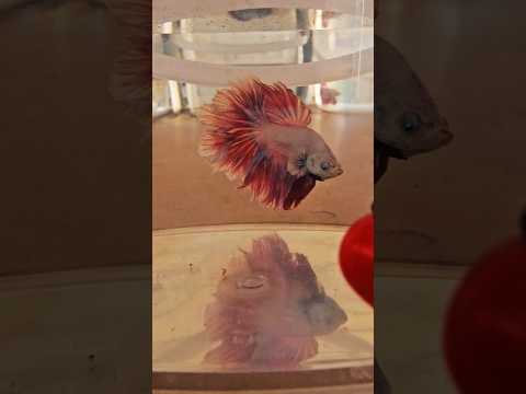 Metallic Dark Special Tail Halfmoon Betta Fish 260725 premium Betta Fish