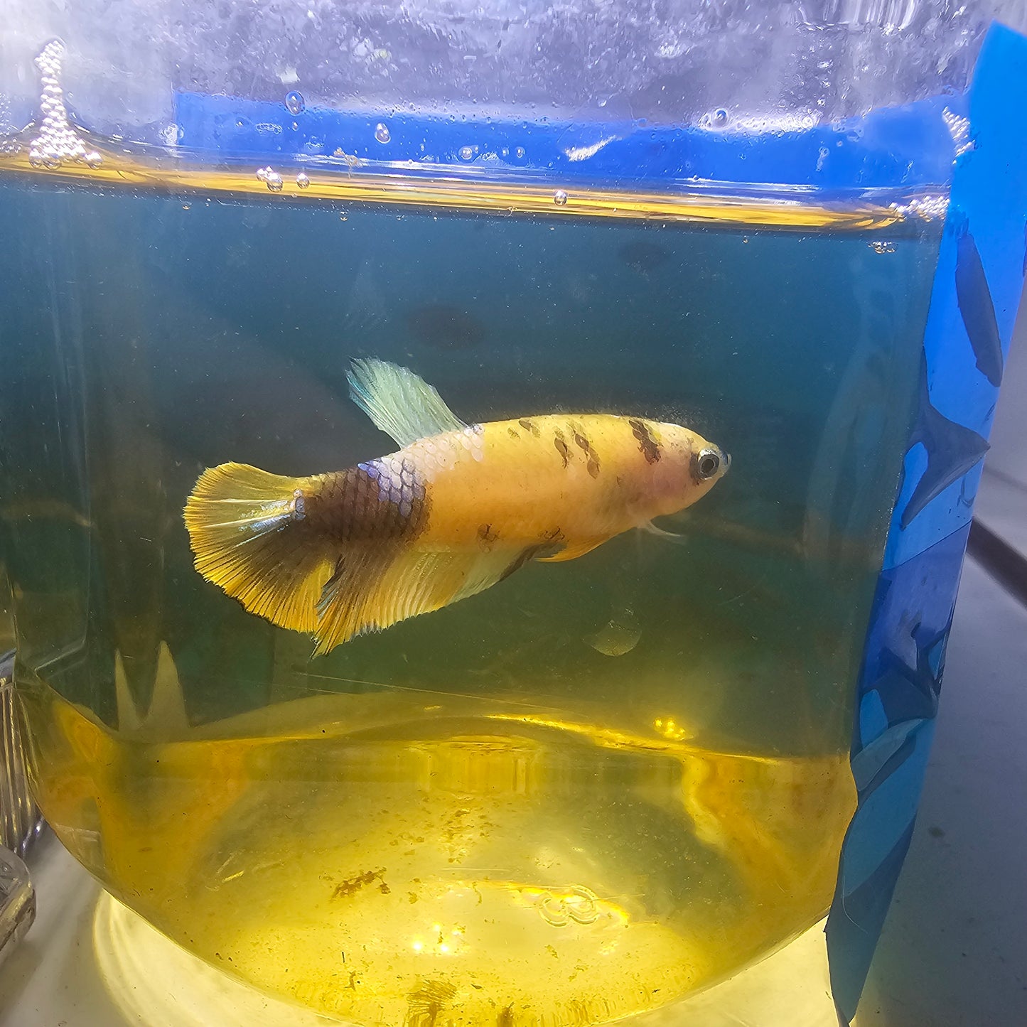 FULL COLOR YELLOW CANDY FEMMINA（BREEDING GRADE

）/种鱼级满色黄糖果251159